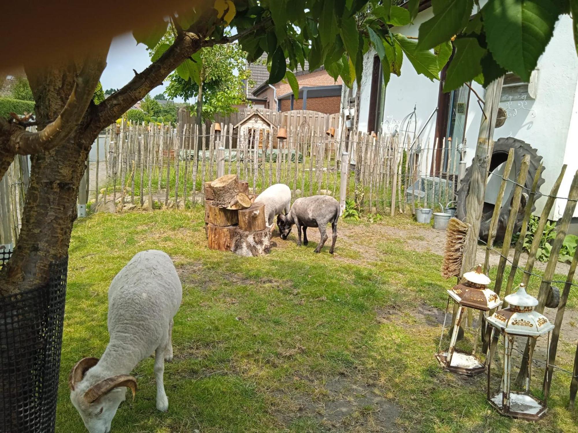 Ferienhaus Mit Minibauernhof Munster Zewnętrze zdjęcie
